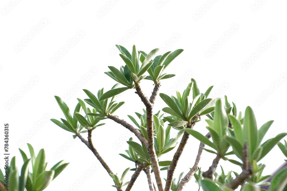 A plumeria flower plant with leaves branches on white isolated background with copy space 