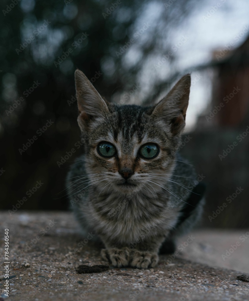 Vertical portrait of a tabby cat sitting on a stone