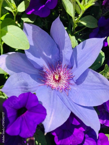 Vertical closeup of a Clematis on a bush photo