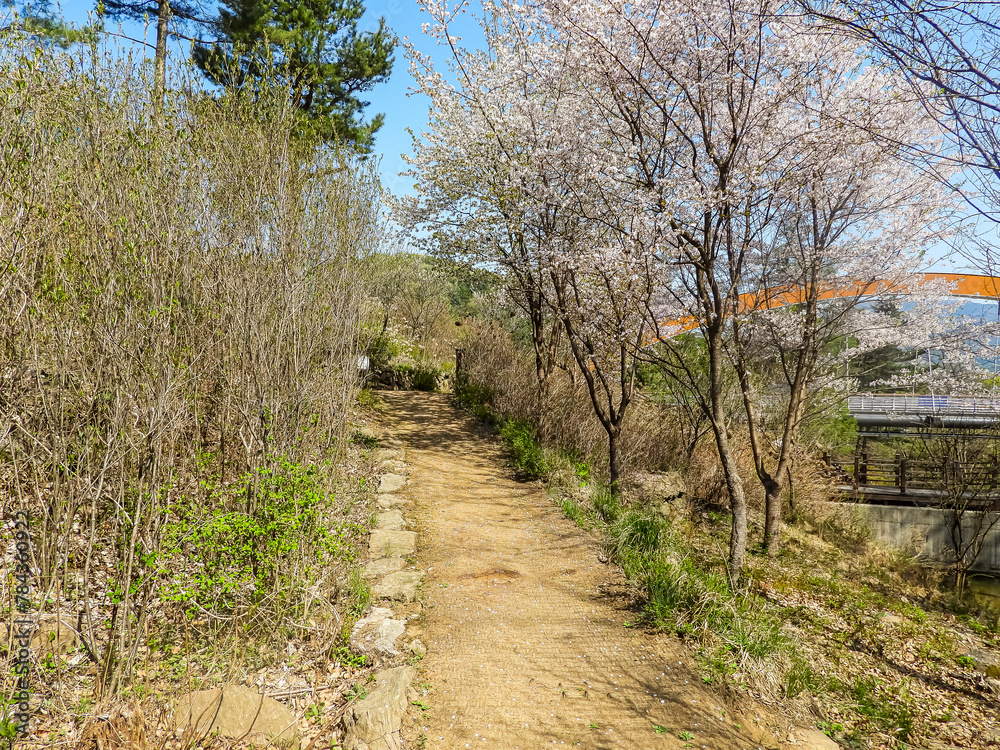 tree in spring