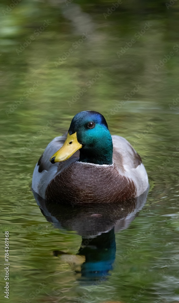 Male mallard duck floating on a calm pond with reflection on the surface Male mallard duck floating on a calm pond with reflection on the surface
