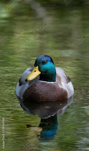 Male mallard duck floating on a calm pond with reflection on the surface