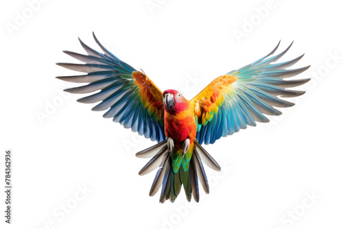 A single multi-colored parrot is flying. Isolated on transparent background. © venusvi