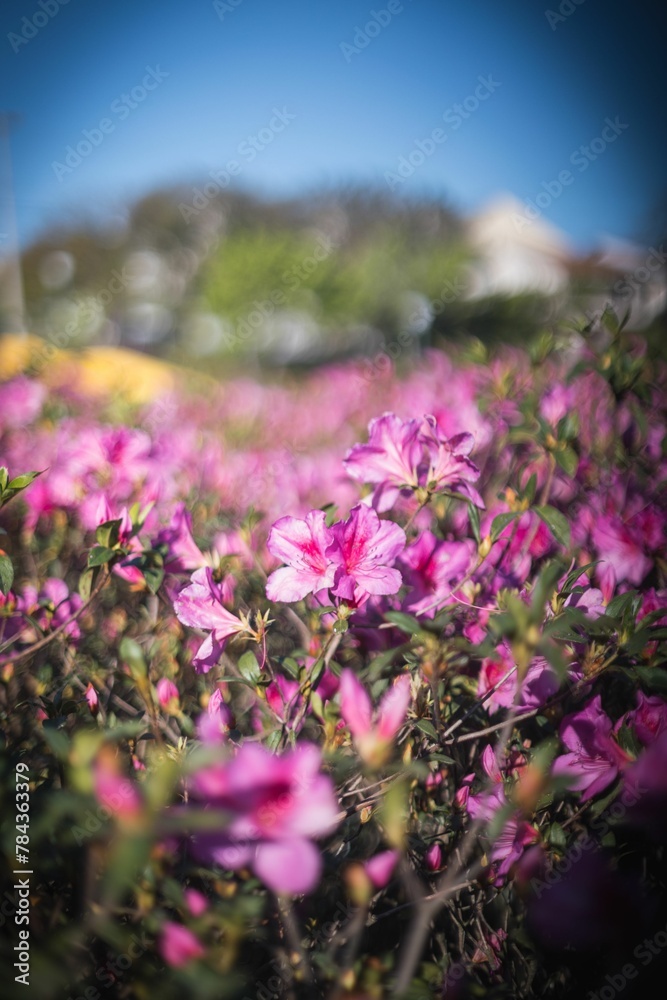 Obraz premium Vertical shot of rhododendron flowers growing in a garden