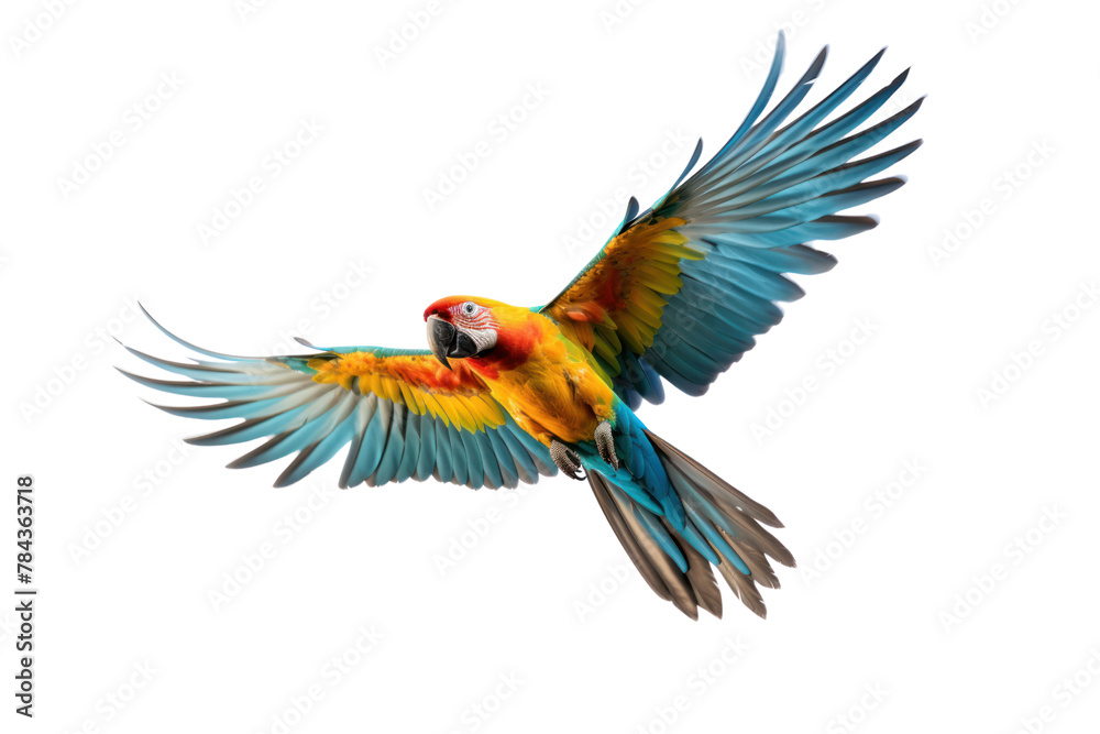Fototapeta premium A single multi-colored parrot is flying. Isolated on transparent background.
