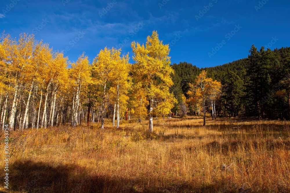 Scenic view of yellow trees growing in Colorado on a sunny autumn day