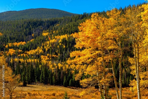 Scenic view of yellow trees growing on a slope of Rocky Mountains, Colorado on a sunny autumn day