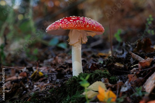 Red Mushroom on the forest floor
