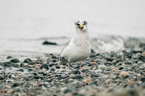 Straight on view of a sea gull eating a flatfish photo