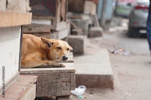 Canvas Print Dog in the street sitting on the rode side wooden table
