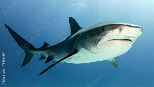 Photos The beefy body of the tiger shark