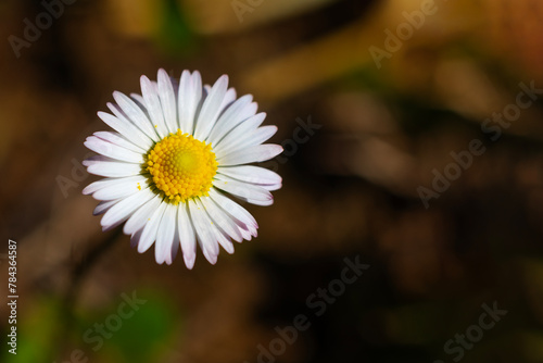 Macro photo of a daisy with blurred background and autumn colors