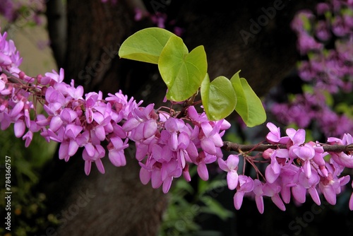 Cersis siliquastrum-judastree blossoming in park at spring