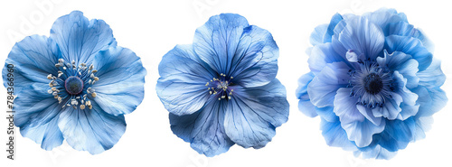 blue flowers isolated on transparent background	