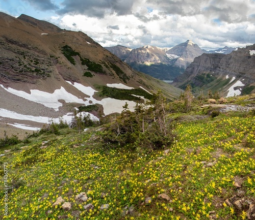 Beautiful shot of alpine meadows with yellow avalanche lilies in Glacier National Park in Montana photo