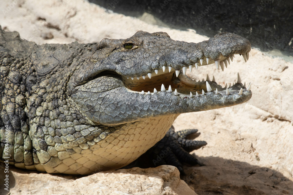 The crocodile opened its mouth in anticipation of prey The crocodile opened its mouth in anticipation of prey