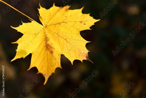 Selective focus of an autumn maple leaf