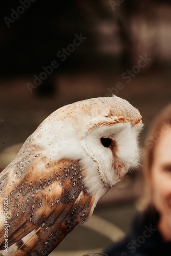 Shallow focus of a Barn owl with blur background