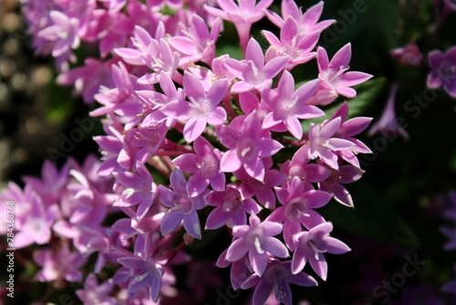 Closeup of pink Pentas lanceolata, commonly known as Egyptian starcluster.