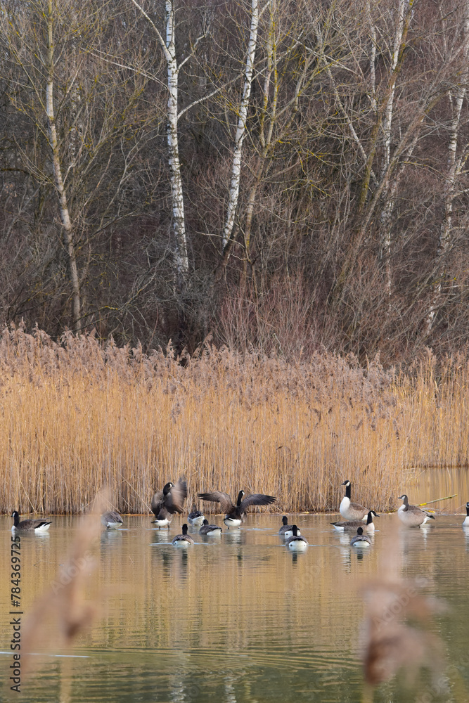 Kanadagans,  Branta canadensis