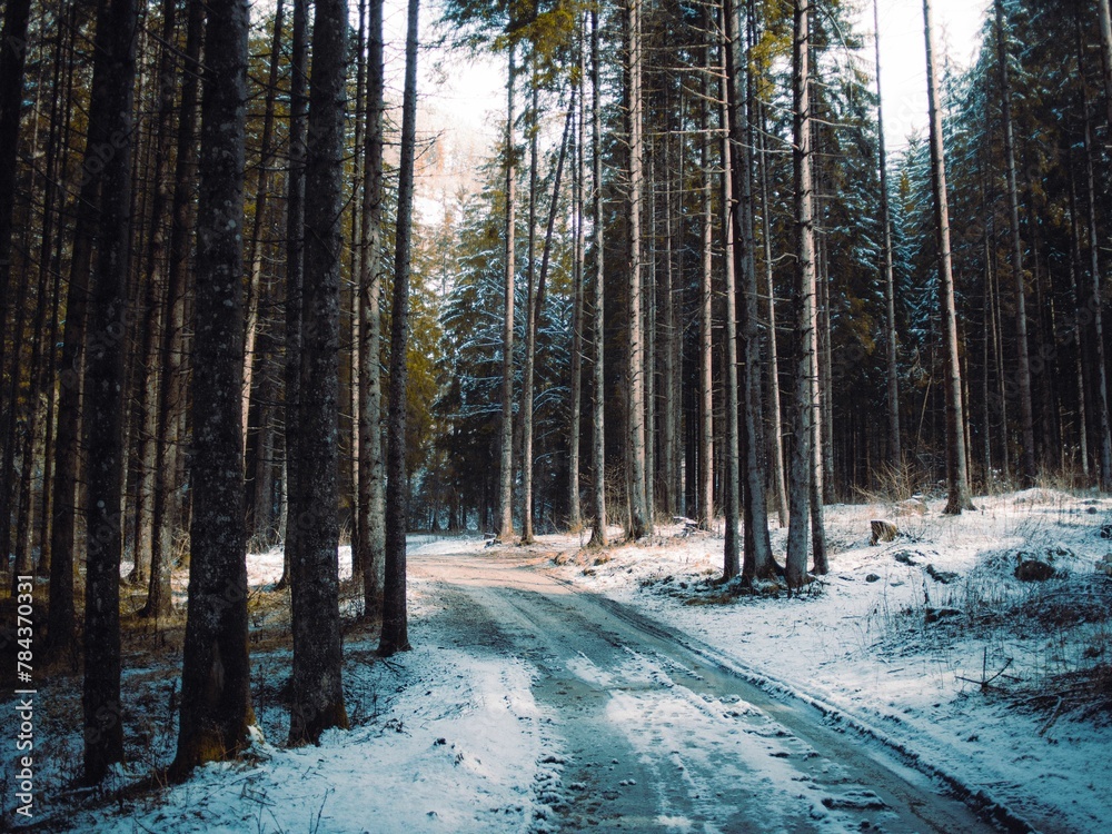 Naklejka premium Narrow road covered by snow between the deciduous trees in the forest