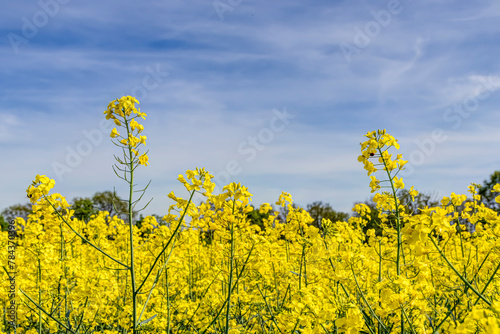 Blühendes Rapsfeld im Frühling photo