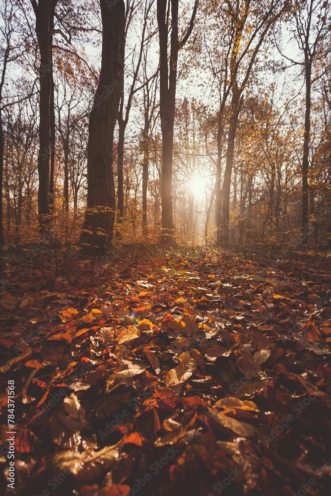 Vertical shot of the fallen leaves in the morning light in warm autumn forest with haze and sun rays