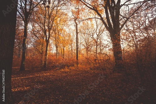 Magical view of the morning light in warm autumn forest with haze and sun rays