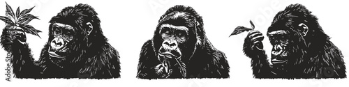 Three vector illustrations of gorilla eating a plant