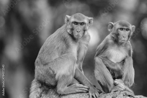 Photography Grayscale closeup of two rhesus macaques. Macaca mulatta.