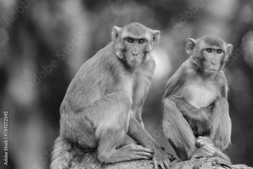 Grayscale closeup of two rhesus macaques. Macaca mulatta. photo