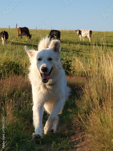 Vertical shot of an adorable white dog running on a field with cattle photo