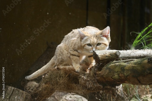 Fototapeta Naklejka Na Ścianę i Meble -  Closeup shot of a sand cat
