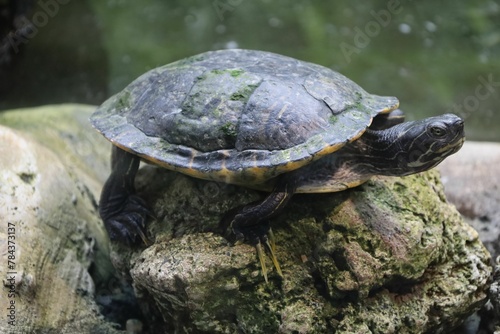 Closeup shot of a Pond slider on the stone