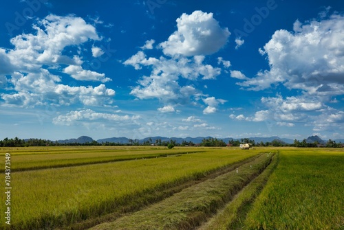 Scenic shot of a green cultivated agricultural land and a machine in the distance