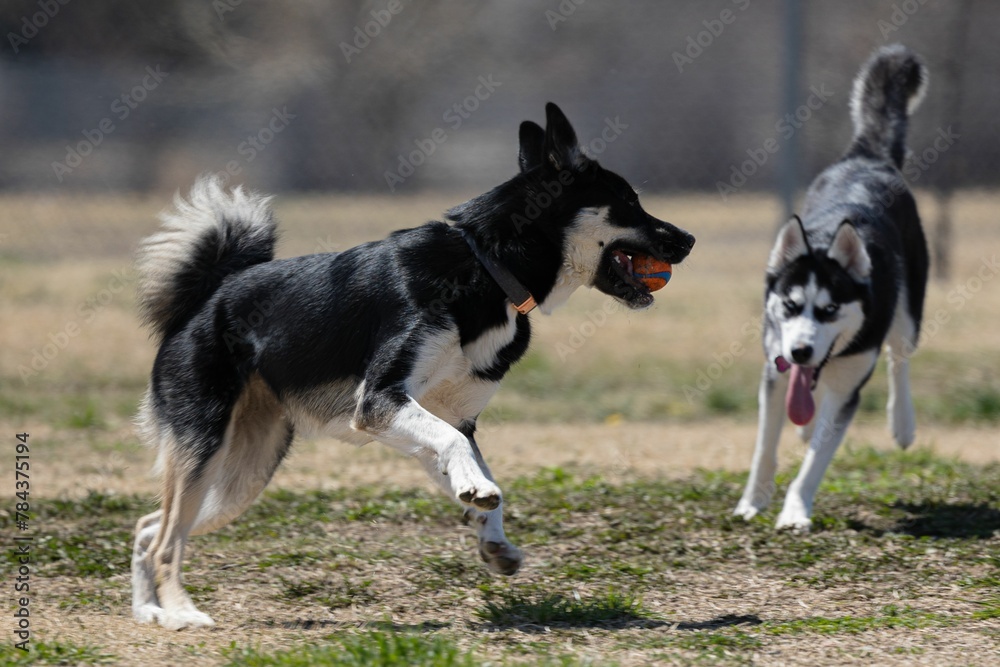 Lapponian herder and a Siberian Husky playing with the ball in a park