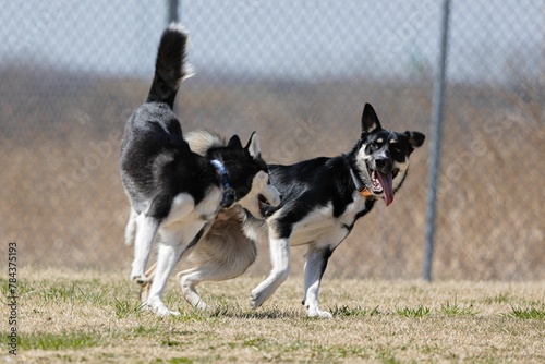Lapponian herder and a Siberian Husky playing together in a park photo