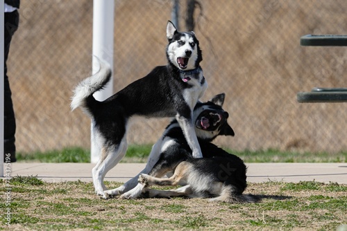 Lapponian herder and a Siberian Husky playing together in a park photo