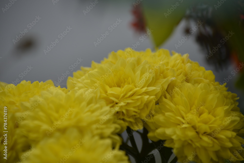 Blühende Blumen Blühende Blumen