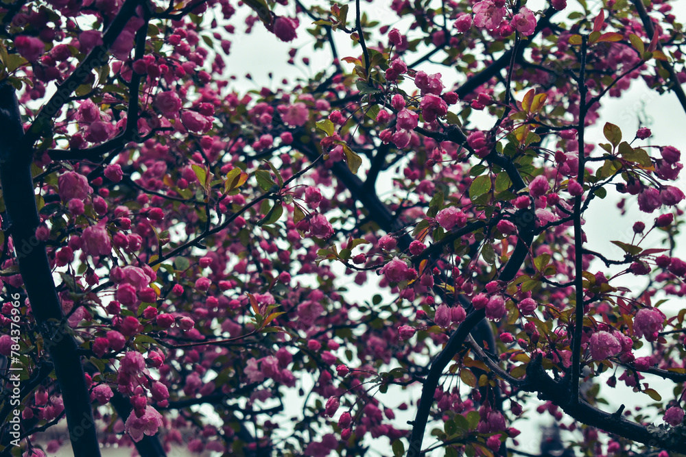 Pink Sakura tree, magenta cherry blossom tree in Kyoto on a rainy day in Spring. Japan Travel, exploration