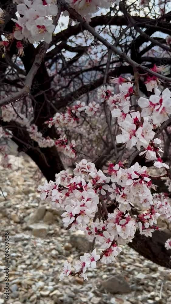 Beautiful Blossom on Tree 