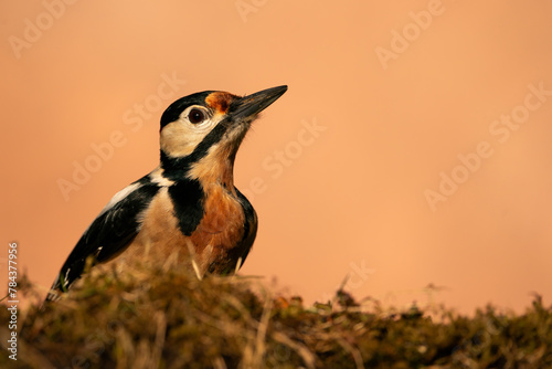 Great Spotted Woodpecker (Dendrocopos major), Datel velký; at sunset, in sunset colors, natural background, on a tree, on an old trunk. photo