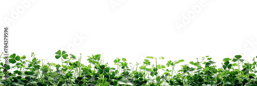 Green clover leaves isolated on a transparent background