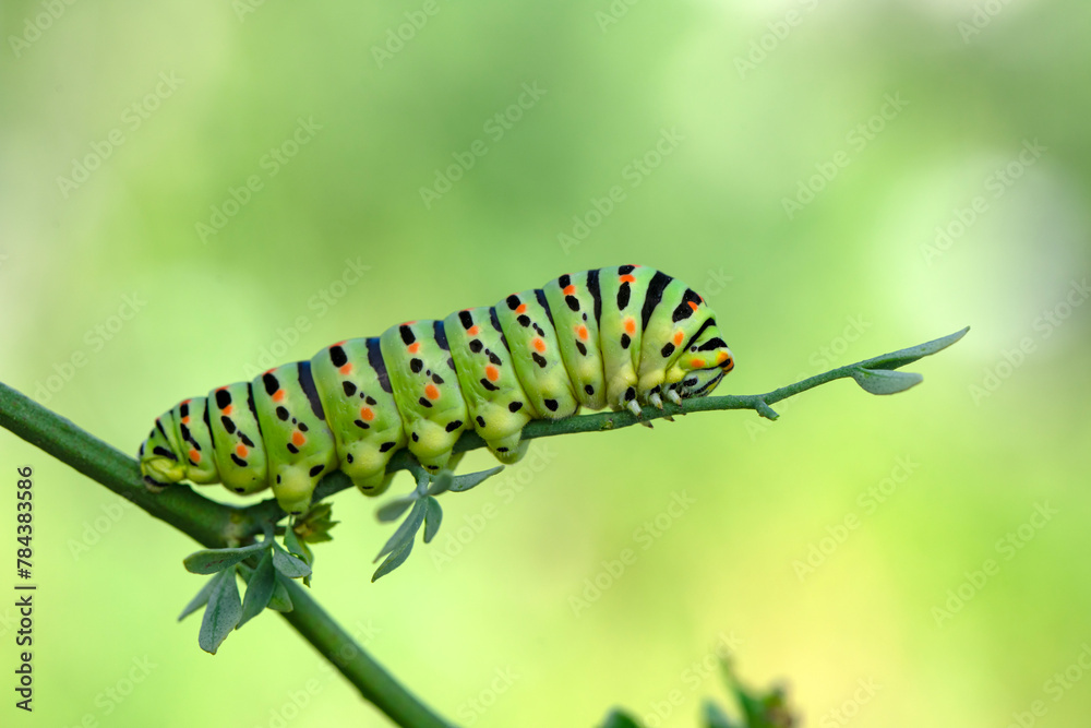 Close up   beautiful Сaterpillar of swallowtail 
Monarch butterfly from caterpillar
