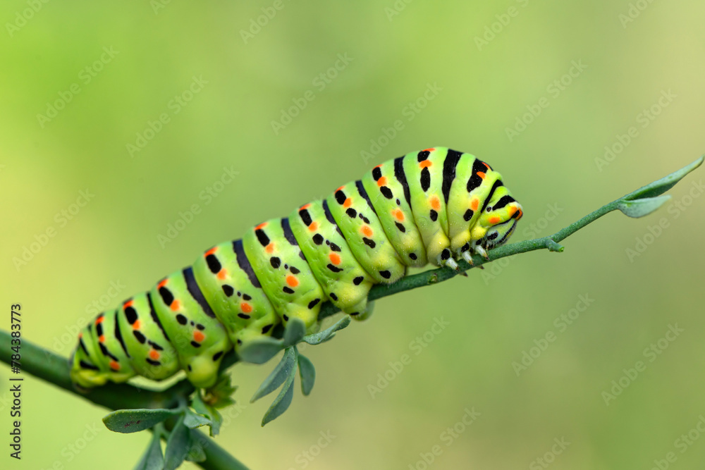 Close up   beautiful Сaterpillar of swallowtail 
Monarch butterfly from caterpillar

