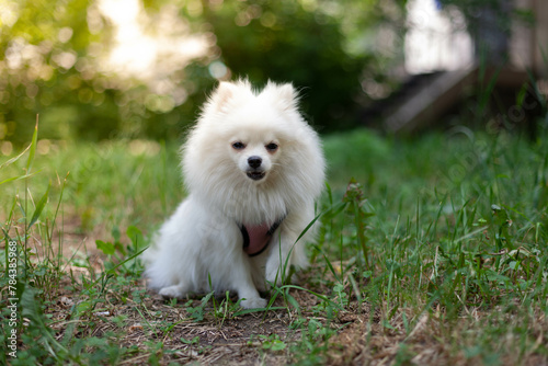 White Pomeranian breed. Pensive look