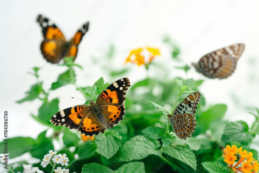 Obraz premium Vivid Butterflies Amidst Lush Herbs and Flowers