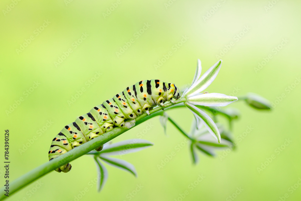 Close up   beautiful Сaterpillar of swallowtail 
Monarch butterfly from caterpillar
