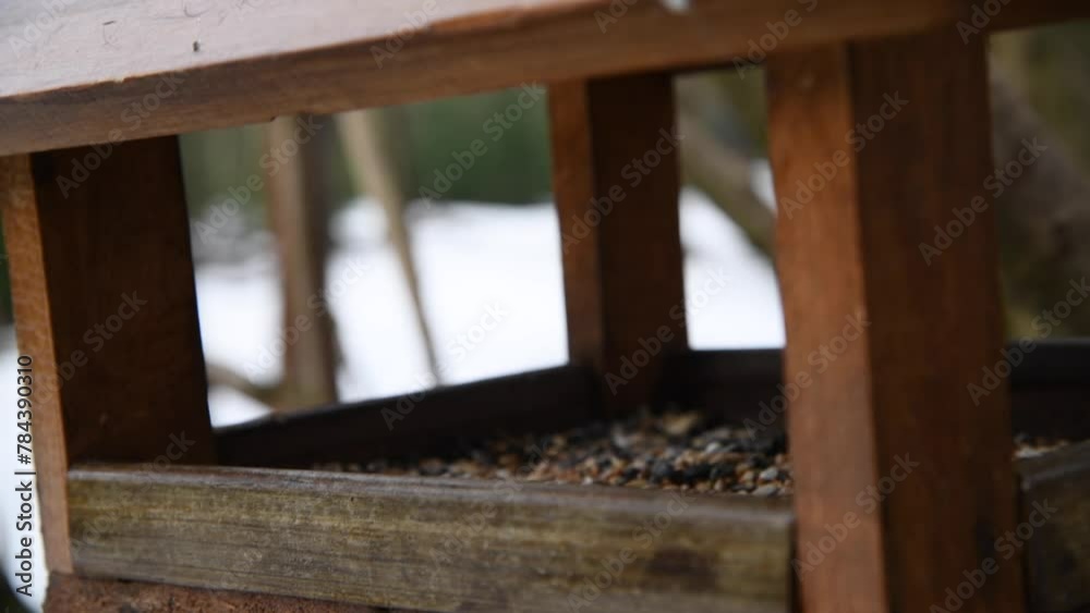 Close-up view of wooden bird feeder full of various seeds (millet, sunflower, wheat) hanging on branch in winter or early spring forest. Soft focus. Real time handheld video. Animal care theme. Close-up view of wooden bird feeder full of various seeds (millet, sunflower, wheat) hanging on branch in winter or early spring forest. Soft focus. Real time handheld video. Animal care theme.