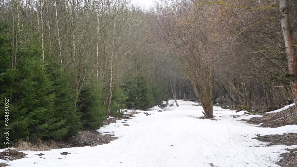 Moving forward in early spring forest between evergreen and decidious trees. Footpath covered with white snow. Real time handheld video. Beauty in nature theme.